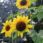 Lägenhet Four Seasons 