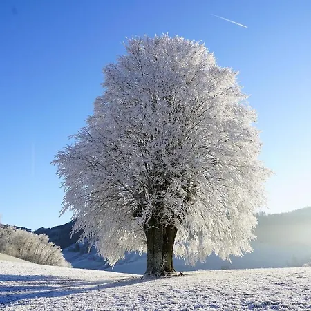 Four Seasons 