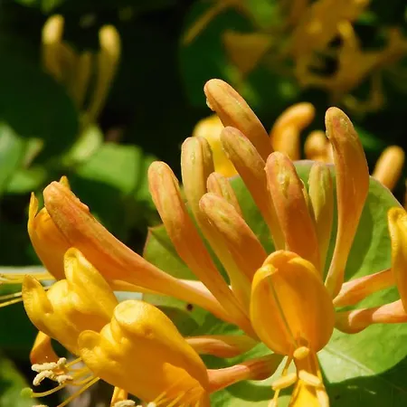 Apartment Four Seasons 