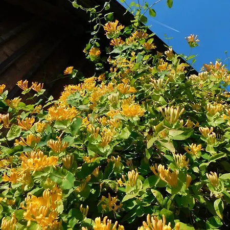 דירה Four Seasons 