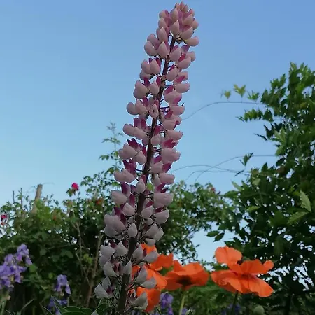 Apartment Four Seasons 