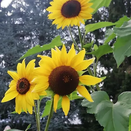 Lejlighed Four Seasons 