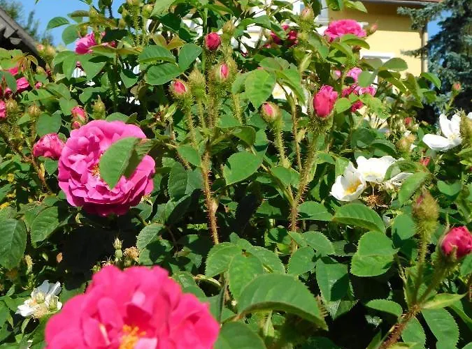 アパート Four Seasons 