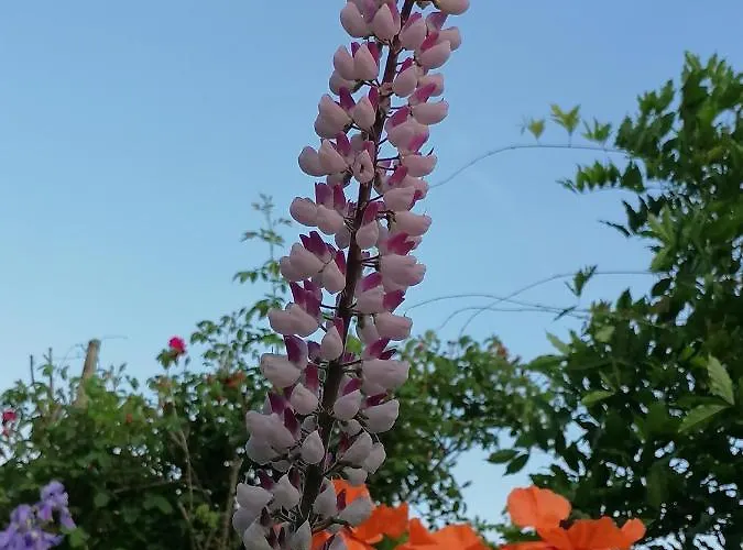 アパート Four Seasons 