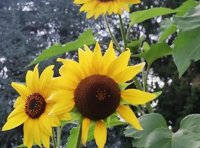 アパート Four Seasons 